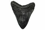 Fossil Megalodon Tooth - South Carolina #345784-2